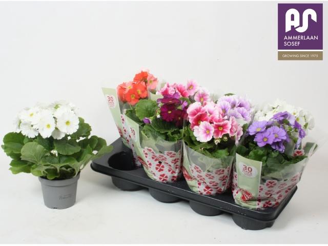 <h4>PRIM OB TM GEM</h4>