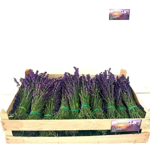 Lavandula Angust Per Bos
