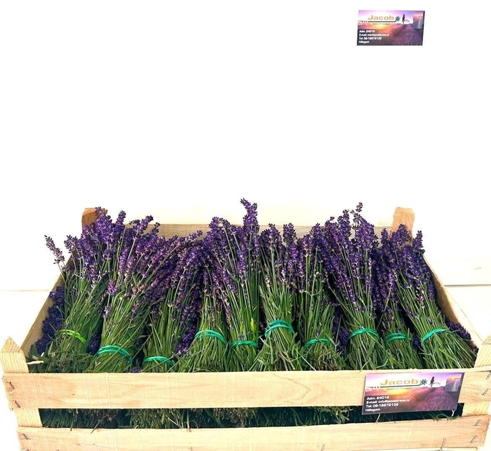 <h4>Lavandula Angust Per Bos</h4>