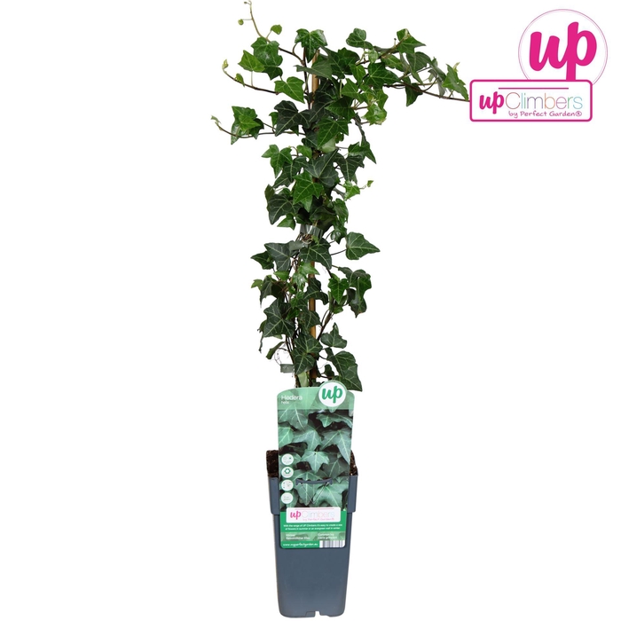 Hedera helix