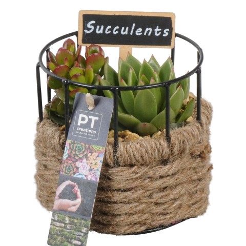 PTSU6160 Arrangementen succulenten