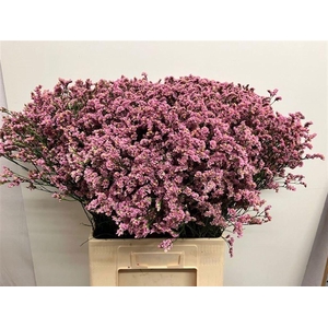LIMONIUM SIN BLUSH DIAMOND 35 GR.