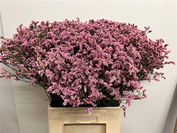 <h4>LIMONIUM SIN BLUSH DIAMOND 35 GR.</h4>