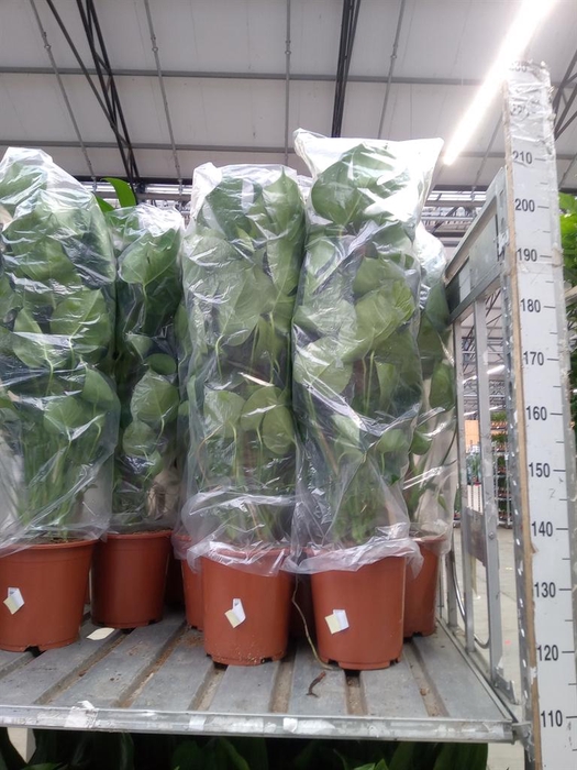 <h4>Monstera delic.</h4>