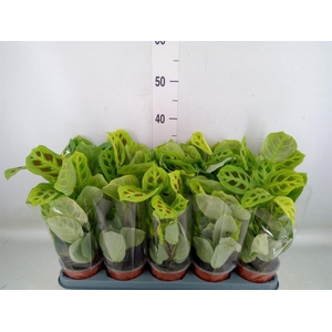 Maranta leuc. ...