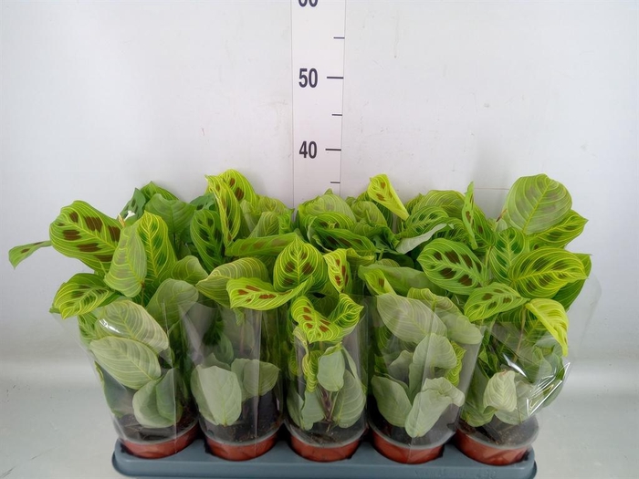 <h4>Maranta leuc.   ...</h4>