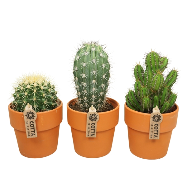 <h4>Cactus mix in 15 cm 'Terracotta Kraagpot'</h4>