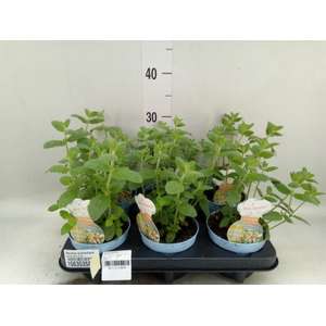 Mentha suaveolens