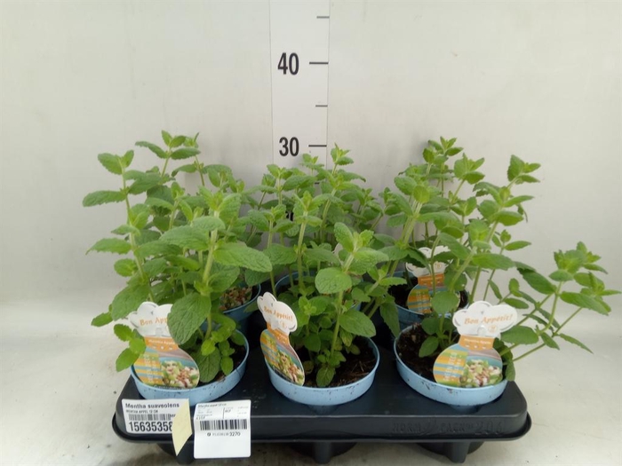 <h4>Mentha suaveolens</h4>