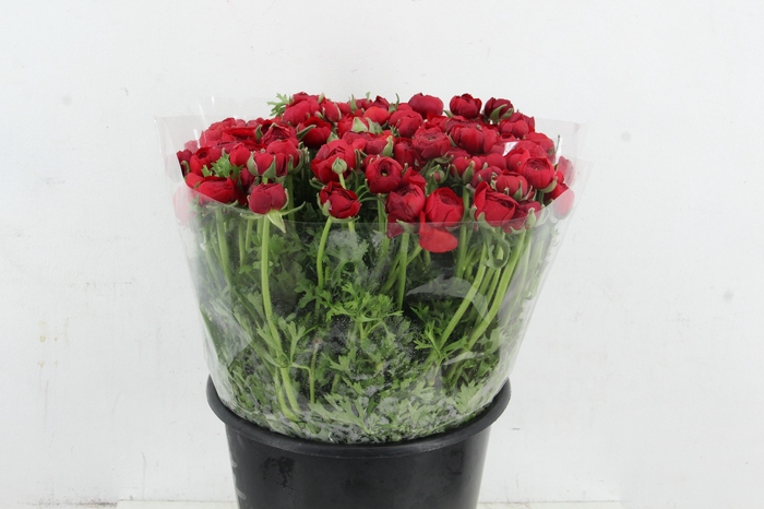 <h4>RAN ELEGANCE RED</h4>