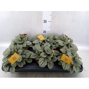 Peperomia