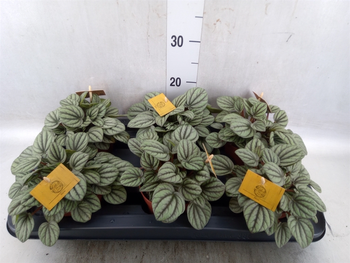 <h4>Peperomia</h4>