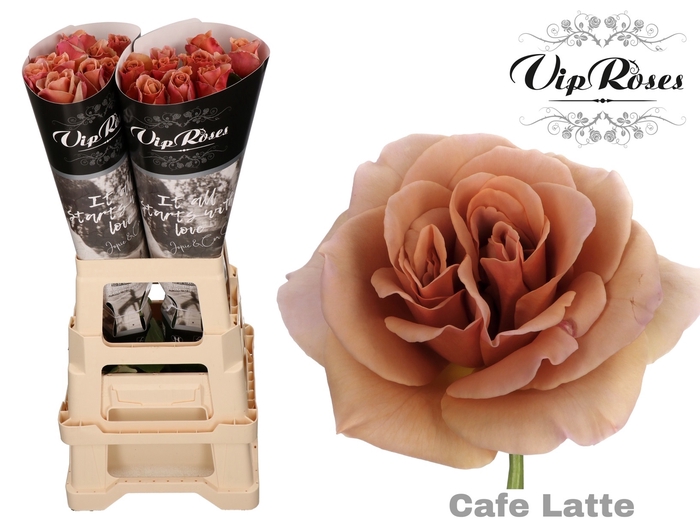 R GR CAFE LATTE x 20