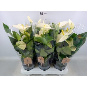 Anthurium andr. 'Cocos'