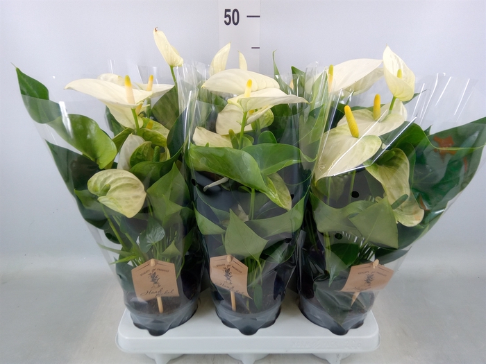 <h4>Anthurium andr. 'Cocos'</h4>
