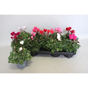 Cyclamen Super Serie gemengd in kist