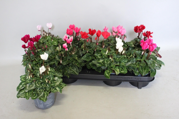 <h4>Cyclamen Super Serie gemengd in kist</h4>