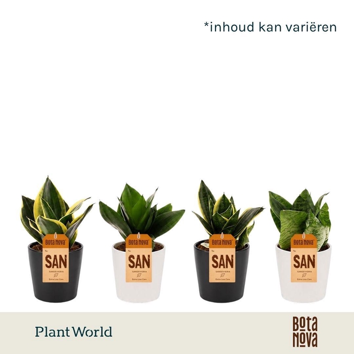 <h4>Sansevieria Dwarf Hahnii gemengd in zwart en wit keramiek</h4>