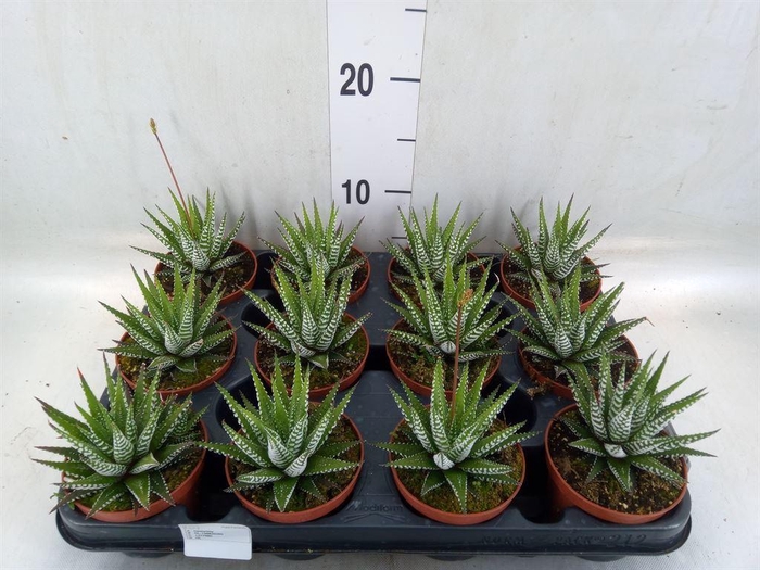 <h4>Haworthia fasciala 'Big Band'</h4>