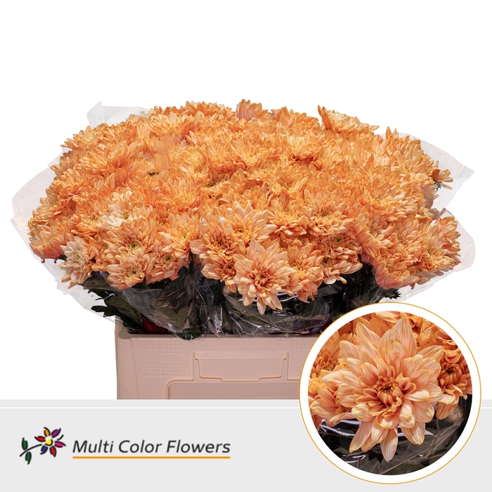 <h4>Chr T Baltica Apricot</h4>