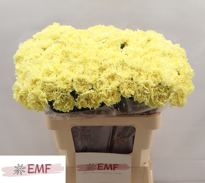 <h4>DI ST LUIZA</h4>