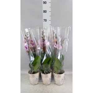 Phalaenopsis   ...
