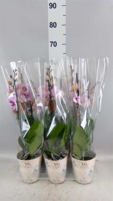 <h4>Phalaenopsis   ...</h4>