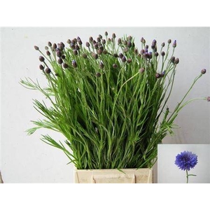 Centaurea Cyanus Blue