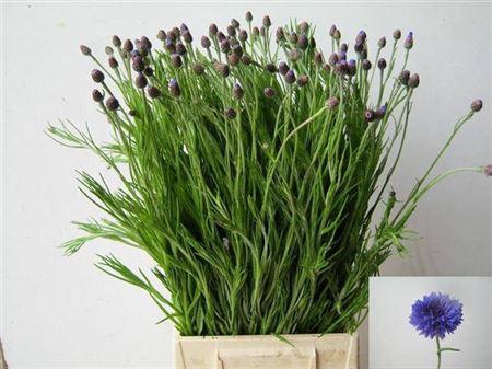 <h4>Centaurea Cyanus Blue</h4>