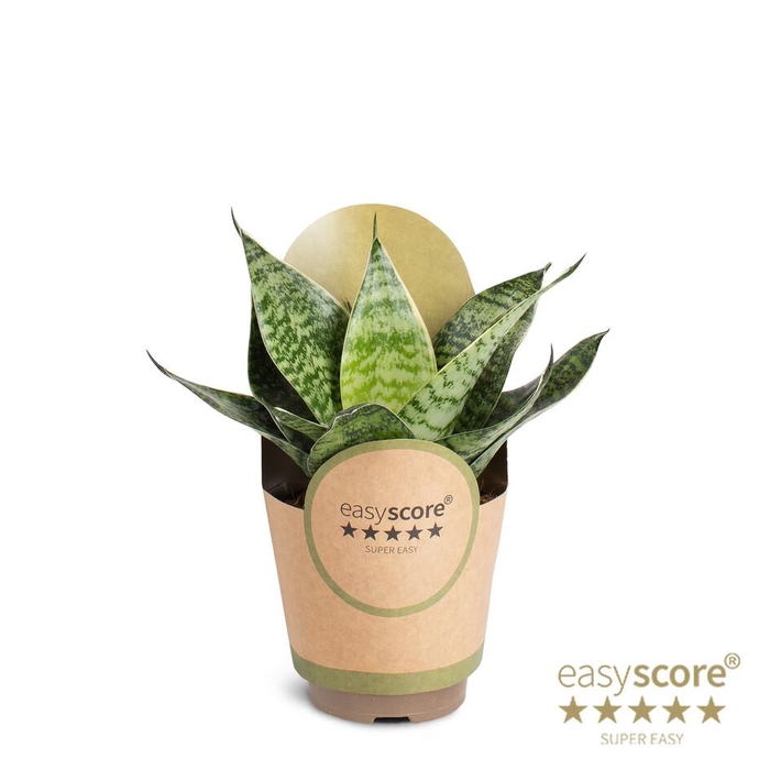 <h4>SANSEVIERIA TRIFASCIATA P11 HAHNII GREEN</h4>