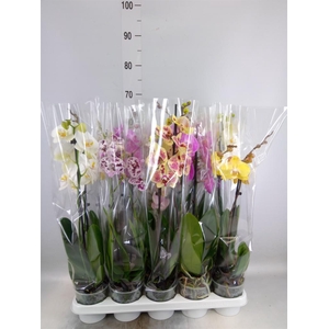 Phalaenopsis   ...mix