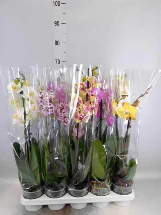 <h4>Phalaenopsis   ...mix</h4>