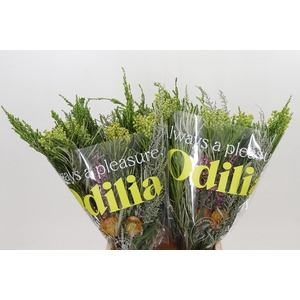 BQ Cape Greenmix