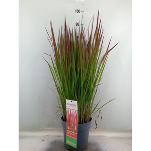Imperata cylindrica 'Red Baron'
