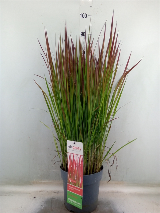 <h4>Imperata cylindrica 'Red Baron'</h4>