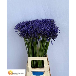 AGAP DR BROUWER BLAUW 75 CM