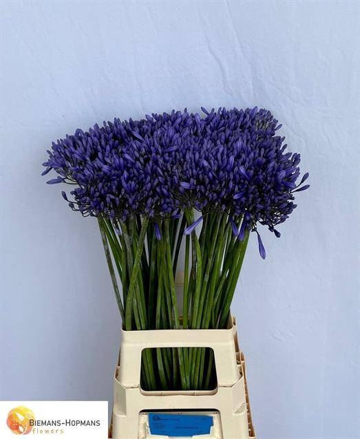 <h4>AGAP DR BROUWER BLAUW 75 CM</h4>