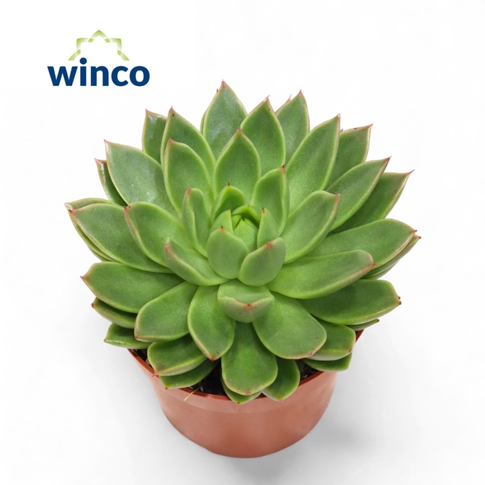 <h4>Echeveria Agavoides</h4>
