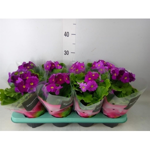 Primula obcon. 'Touch Me Violet''