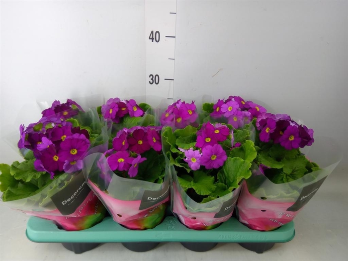 <h4>Primula obcon. 'Touch Me Violet''</h4>