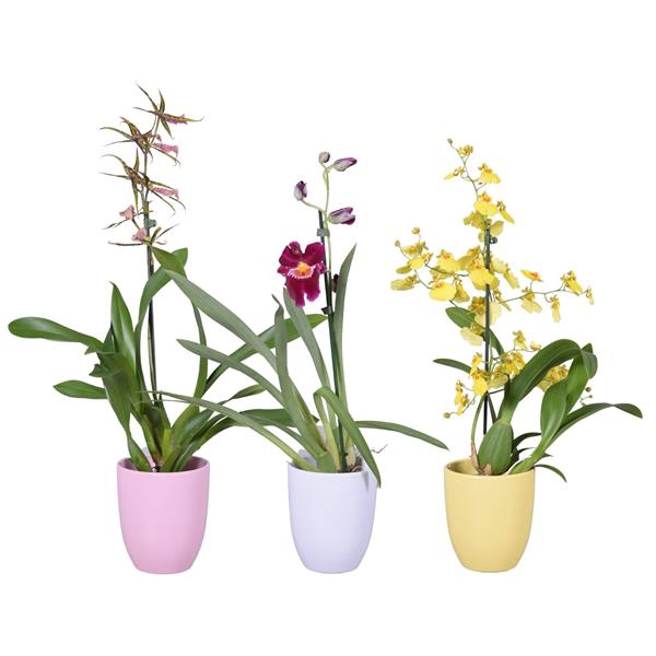 <h4>Summer mix 1 tak met roze, wit en geel keramiek</h4>