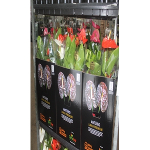 ANTHURIUM VARIADO P17 PREMIUM