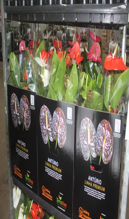<h4>ANTHURIUM VARIADO P17 PREMIUM</h4>