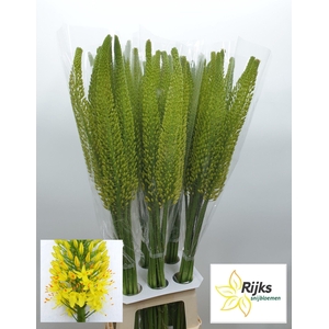 EREMURUS BOLERO