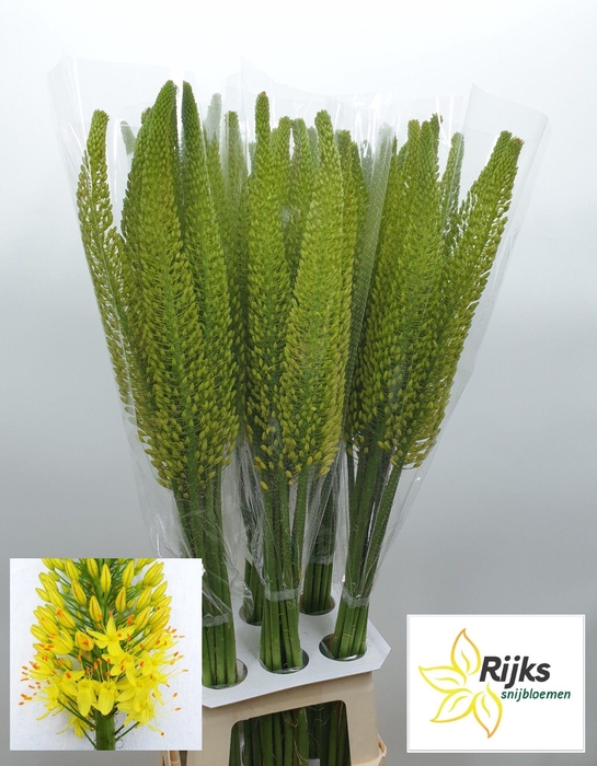 <h4>EREMURUS BOLERO</h4>