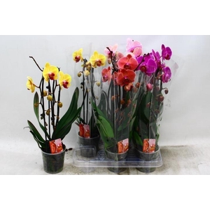 PHAL EL CASCADE