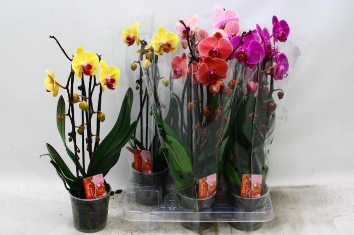 <h4>PHAL EL CASCADE</h4>