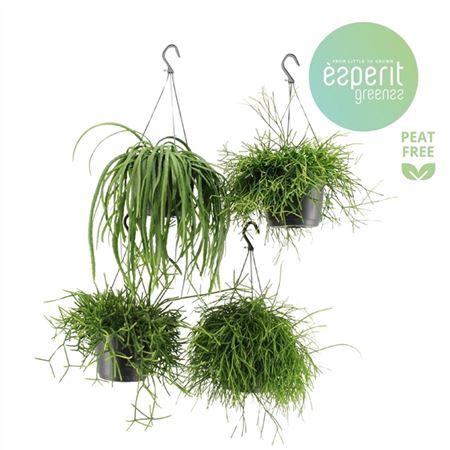 <h4>Rhipsalis Mix Hangpot 2-4 Srt.</h4>