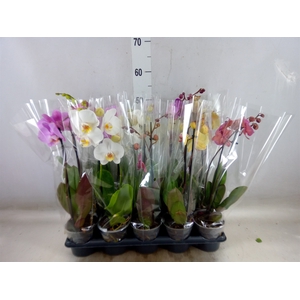 Phalaenopsis   ...mix