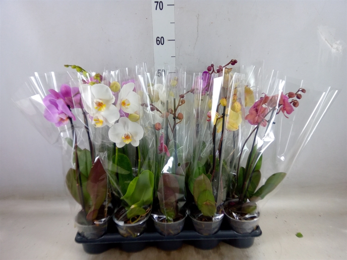 <h4>Phalaenopsis   ...mix</h4>